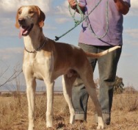 /album/trackingdogs/jimmy-250x236-jpg/